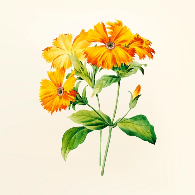 Download Free Vector | Vintage flower illustration