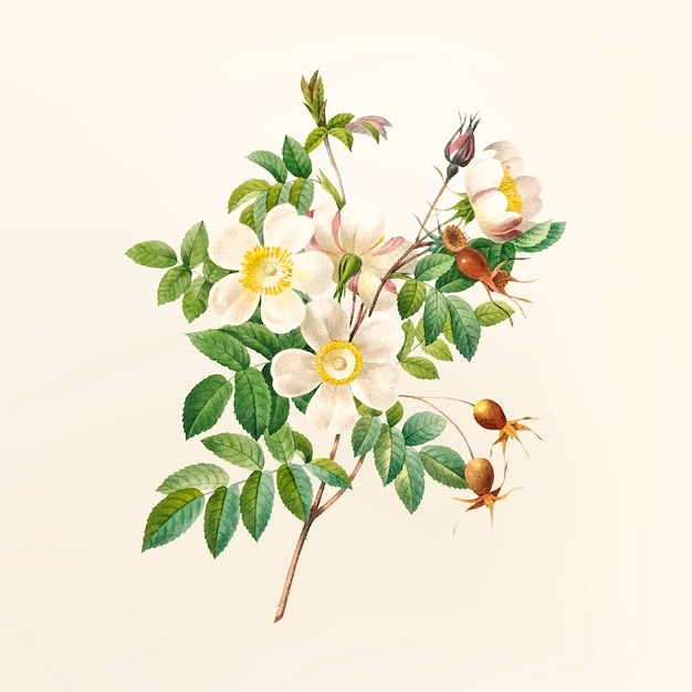 Download Vintage flower illustration | Free Vector