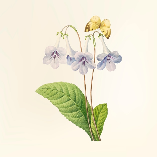 vintage flower illustration download