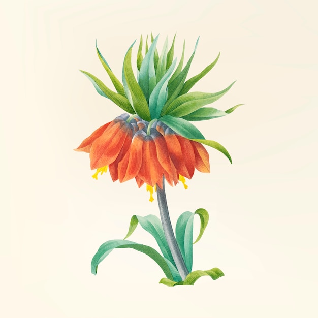 Download Free Vector | Vintage flower illustration