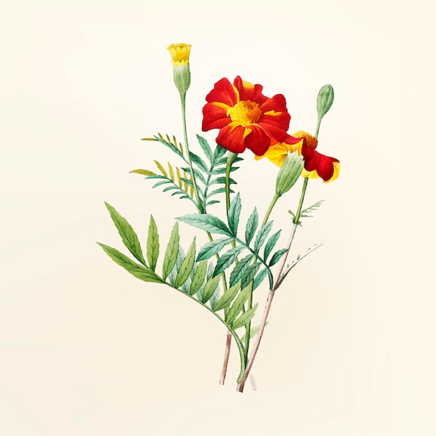 Download Vintage flower illustration | Free Vector