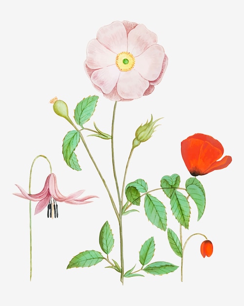 Download Free Vector | Vintage flower illustration