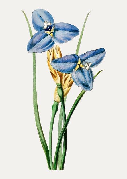 Free Vector | Vintage flower illustration