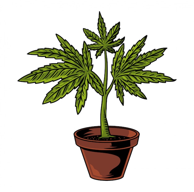 大麻葉マリファナの雑草緑麻の植物とビンテージフラワーポットは 煙の医療食品抽出物 プレミアムベクター