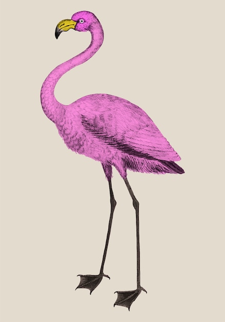 無料のベクター ビンテージフルレングスピンクのフラミンゴのイラスト