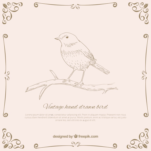 Vintage hand drawn bird Vector | Premium Download