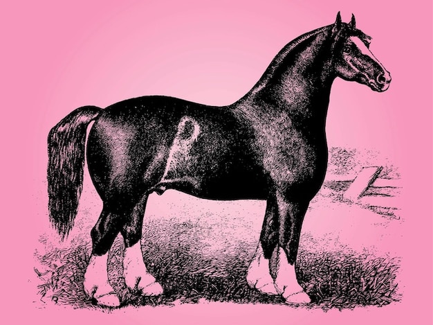 Vintage horse grass sketch vector