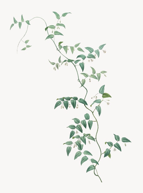 Featured image of post Climber Plants Vector / You can today&#039;s freebie is a set of 25 plant ai vector icons by graphic pear.