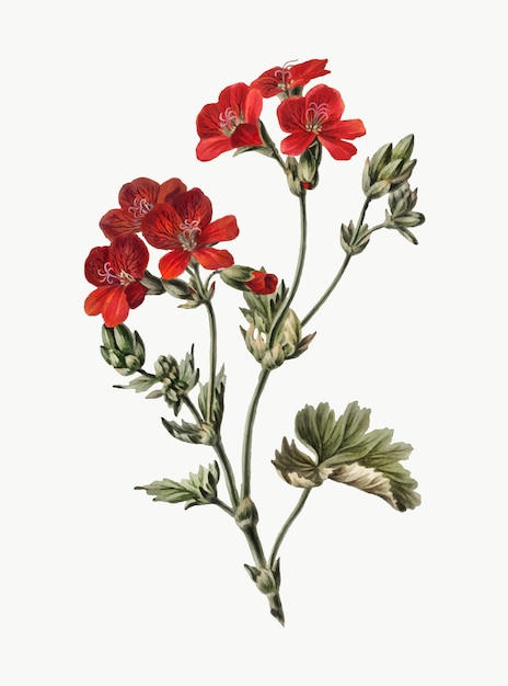 Download Vintage illustration of red flower Vector | Free Download