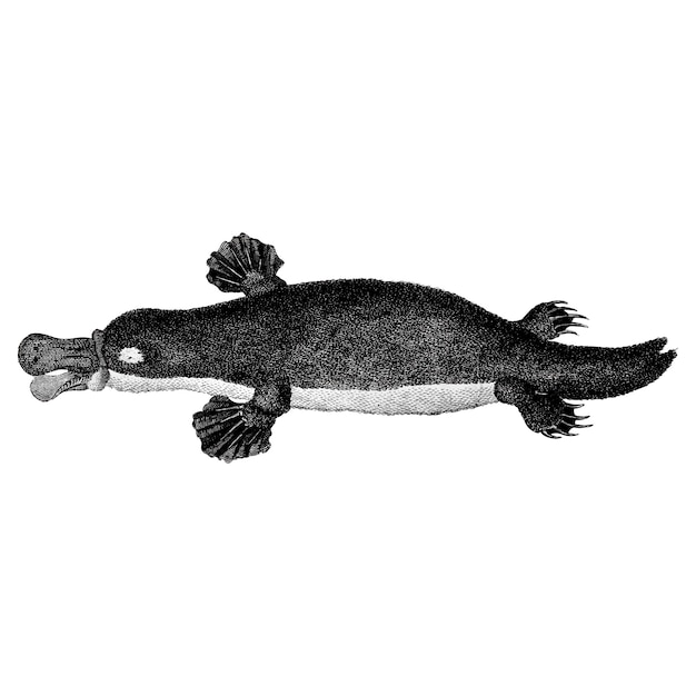 Download Vintage illustrations of duck-billed platypus | Free Vector