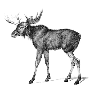 Free Vector | Vintage illustrations of moose