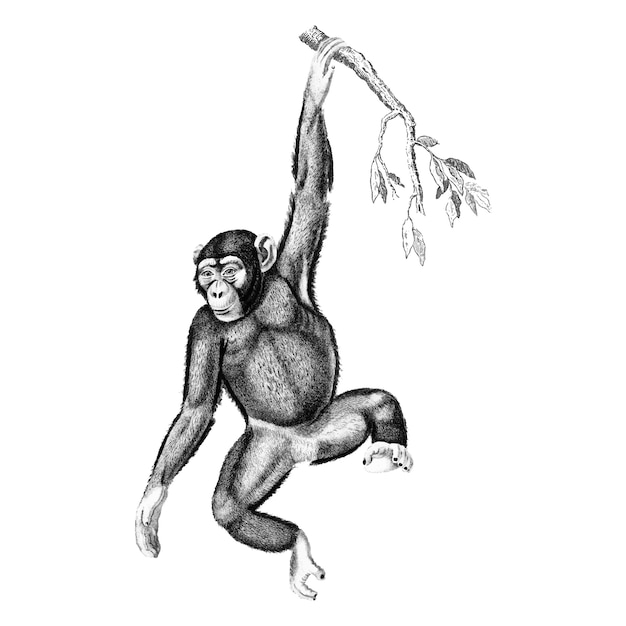チンパンジーのヴィンテージイラスト 無料のベクター