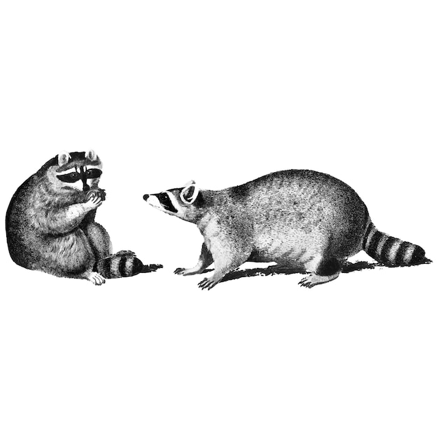 アライグマのヴィンテージイラスト 無料のベクター