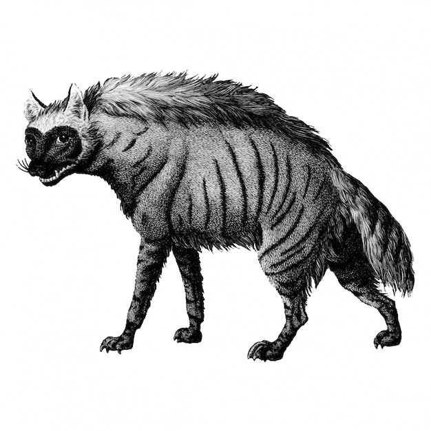 Free Vector Vintage illustrations of striped hyena