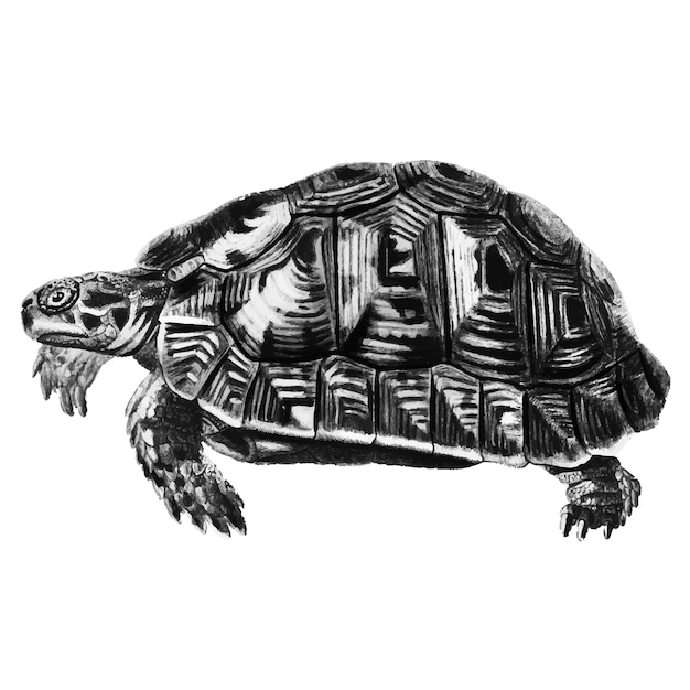 Vintage illustrations of tortoise Vector | Free Download