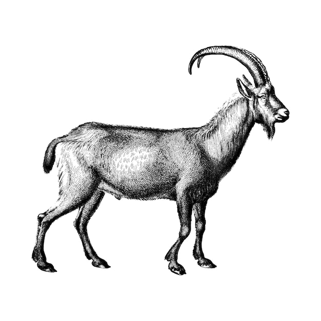 goat illustration free download