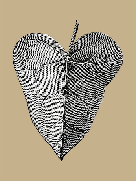 Download Free Vector | Vintage leaf illustration