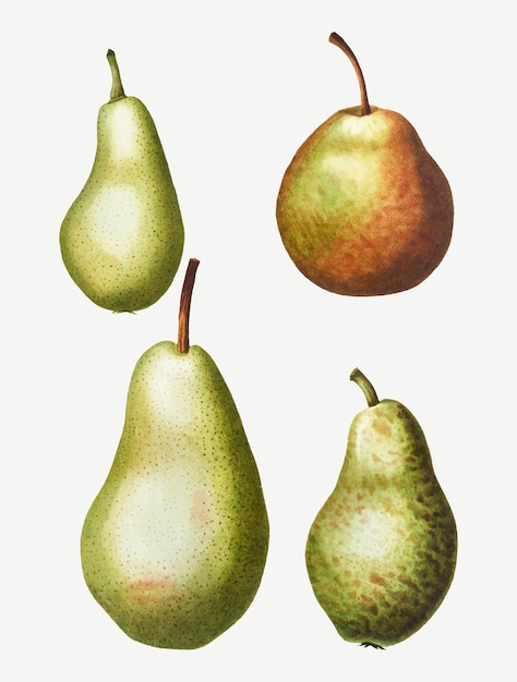 Frukty Risuem Grushu