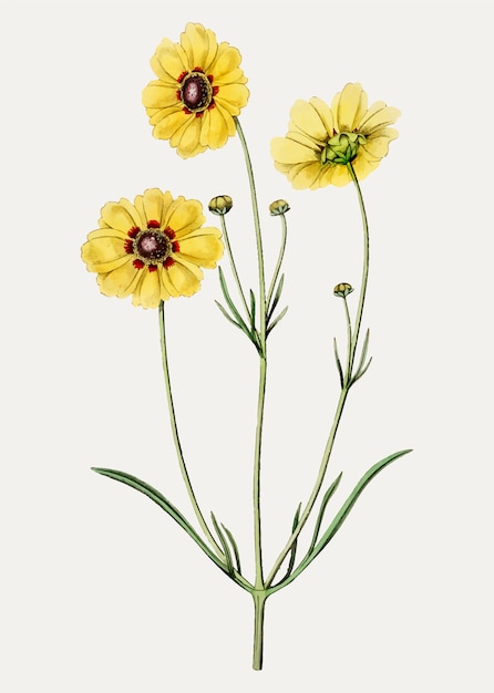 Download Free Vector | Vintage perennial dyer's coreopsis flower ...