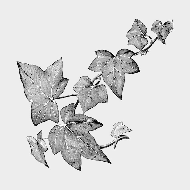 ヴィンテージ植物と葉のイラスト 無料のベクター