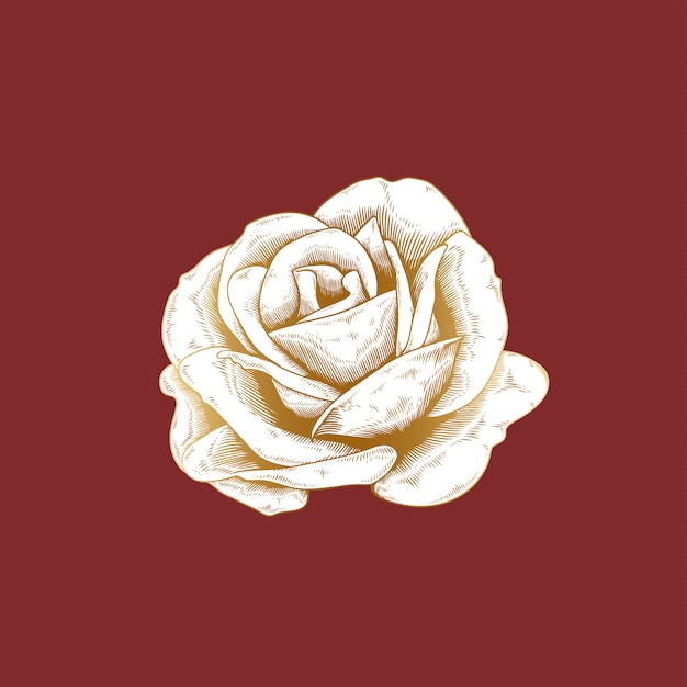 Vintage rose drawing | Free Vector