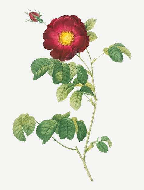 Vintage rose drawing | Free Vector