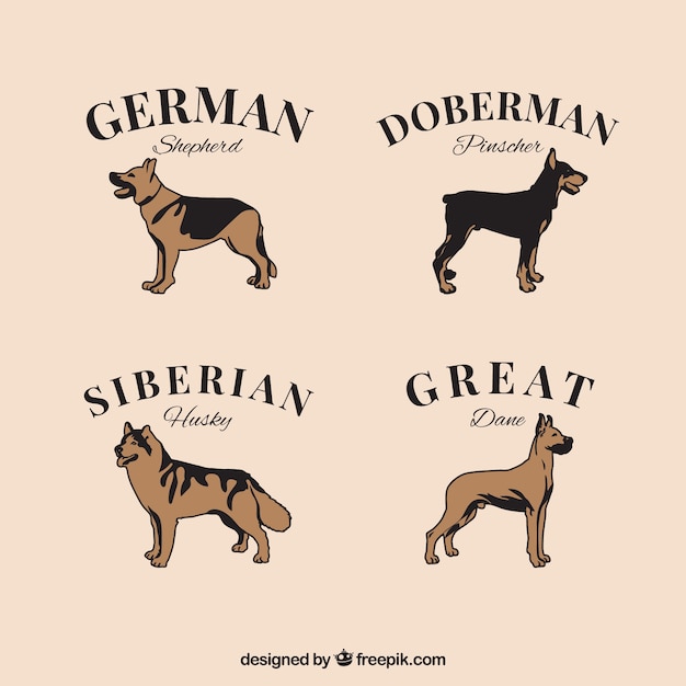 Vintage selection of four breed dogs