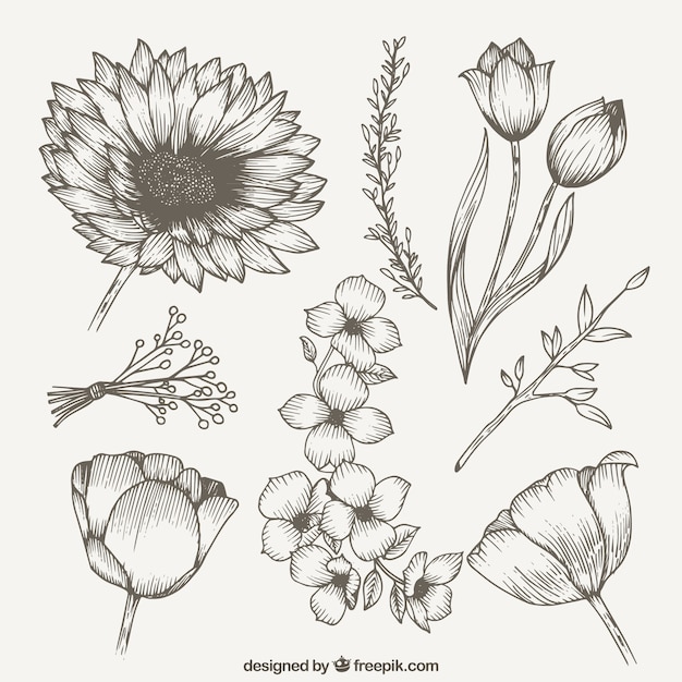 Download Vintage spring wild flowers collection Vector | Free Download