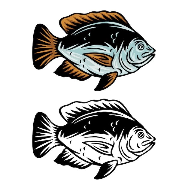 Premium Vector Vintage Tilapia Fish Retro Isolated Illustration On A White Background