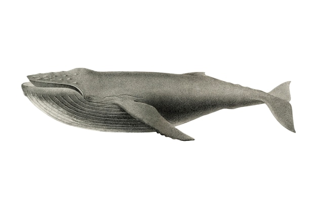 ビンテージクジラのイラスト 無料のベクター