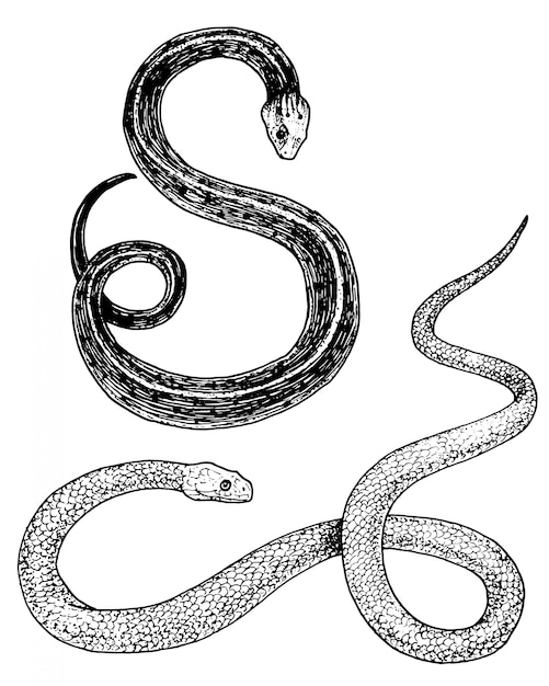 バイパーヘビ 蛇コブラとパイソン アナコンダまたはバイパー ロイヤル 古いスケッチ ステッカーやタトゥーのビンテージスタイルで描かれた刻まれた手 Ophidianとasp プレミアムベクター