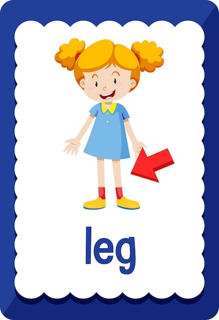 free-vector-vocabulary-flashcard-with-word-leg