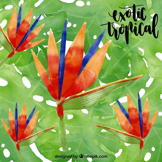 Water color exotic tropical flower\
background