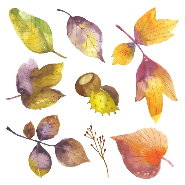  Watercolor  autumn leaves  collection Free Vector