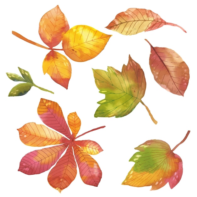 Free Vector | Watercolor autumn leaves collection