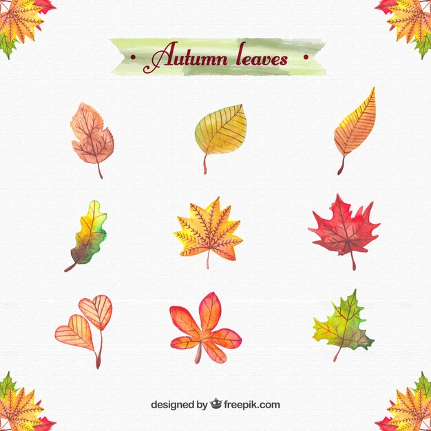 Download Free Vector | Watercolor autumn leaves