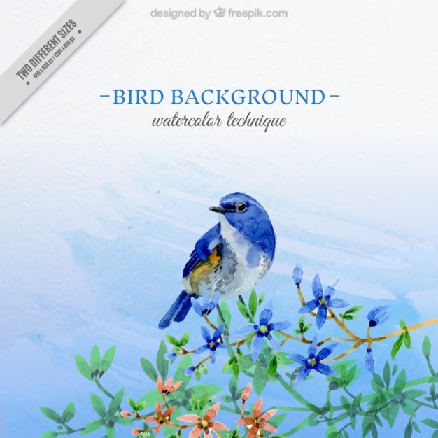 Watercolor background of pretty blue\
bird