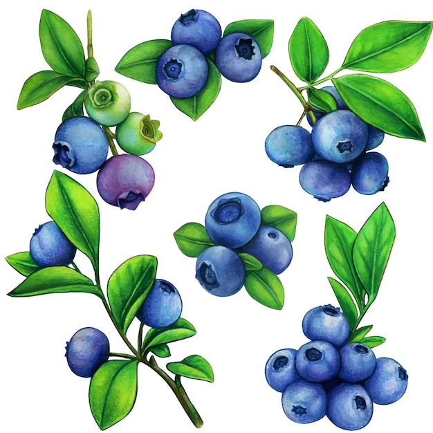 水彩ブルーベリー要素植物イラスト プレミアムベクター