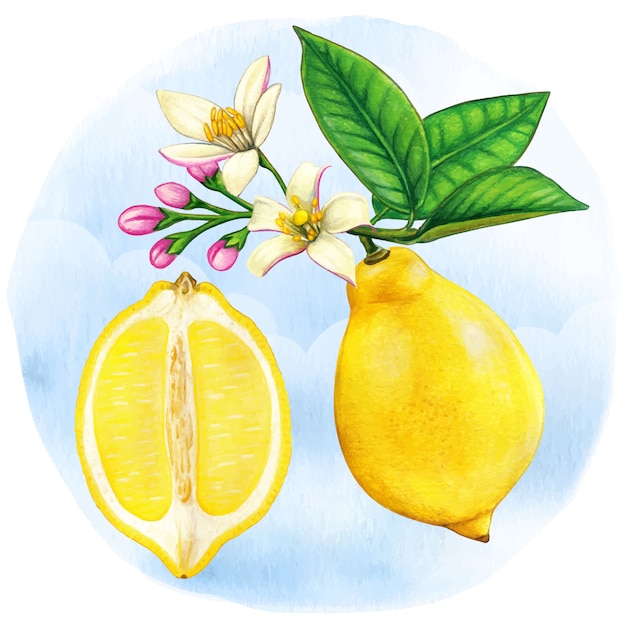 水彩画ボタニカルイラストハーフレモンとレモンの枝と花 プレミアムベクター
