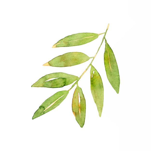 Premium Vector | Watercolor branch with green leaves