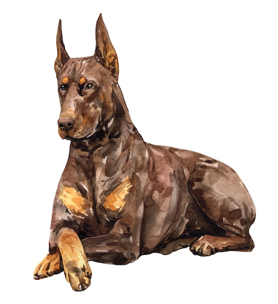 水彩の茶色のドーベルマン犬のピンシャー 黒と黄褐色のドーベルマン色 プレミアムベクター