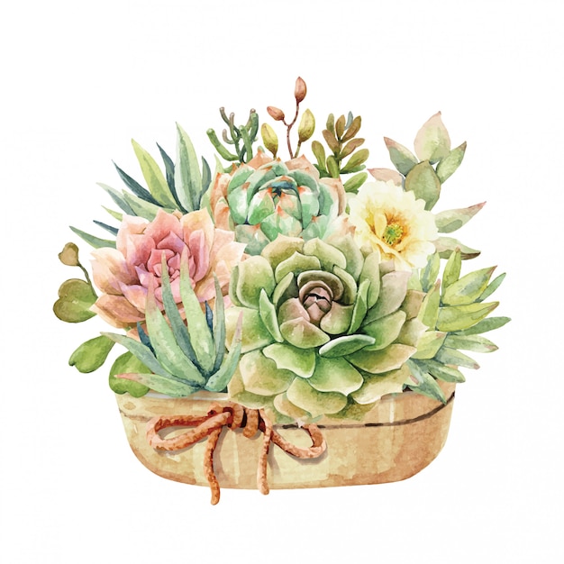 Premium Vector Watercolor Cactus And Succulent In Pot And Rope Ribbon 0445