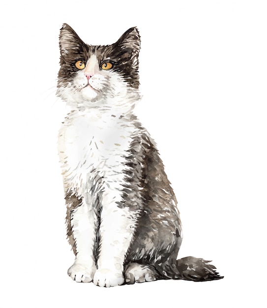 Download Premium Vector | Watercolor cat norwegian forest sitting.