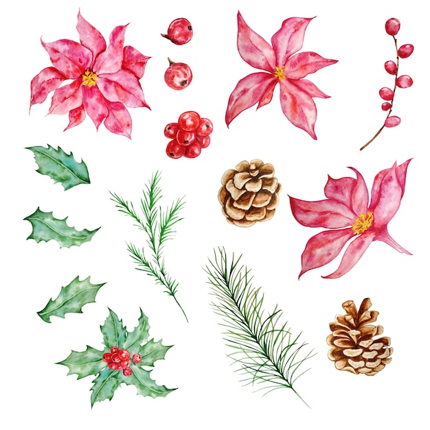 モミの枝 ポインセチアの花 ヒイラギの果実と松ぼっくりで設定された水彩画のクリスマス 図 プレミアムベクター