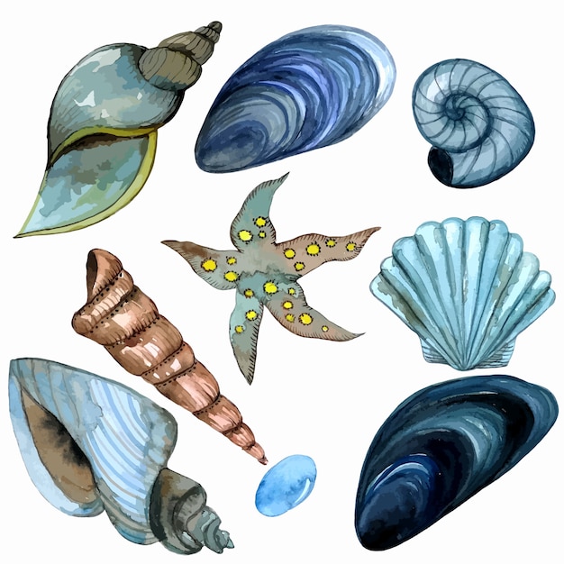 Premium Vector Watercolor Clip Art Seashells Stickers