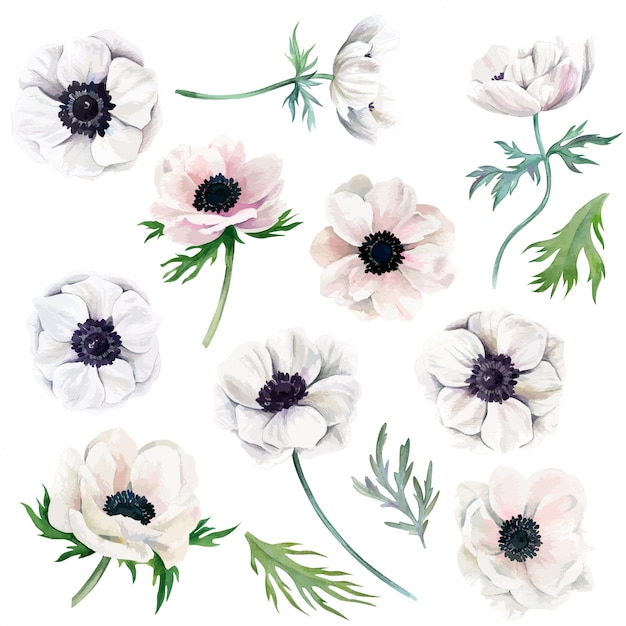 白いアネモネ 花 葉の水彩画のコレクション プレミアムベクター