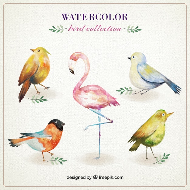 Watercolor cute birds collection
