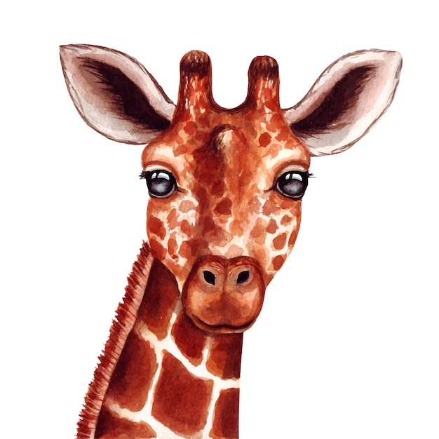 Download Watercolor cute giraffe face on white background ...