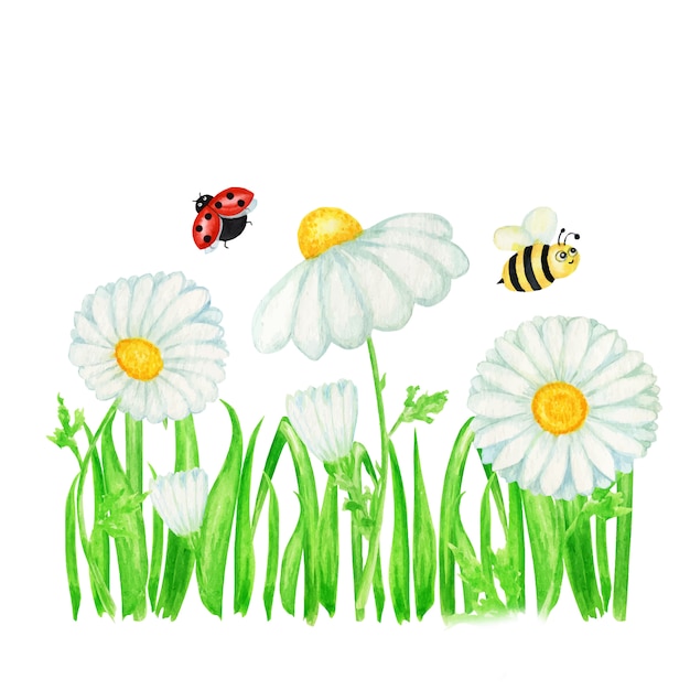 ハエてんとう虫 蜂のイラストが水彩のデイジーカモミールの花 手描きの植物ハーブ カモミールの白い花 つぼみ 緑の葉 茎 草のバナー プレミアムベクター