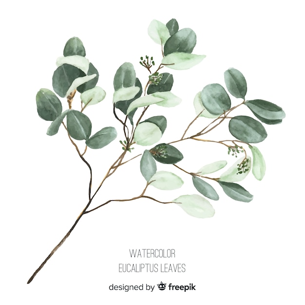 Free Vector | Watercolor eucalyptus branch